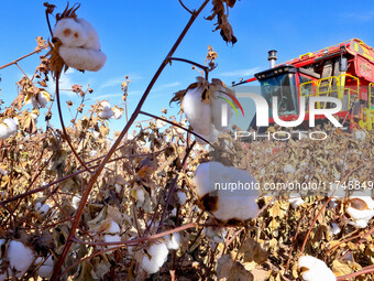 A farmer drives a large cotton picker to harvest cotton in Zhangye, China, on November 6, 2024. (