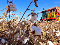 A farmer drives a large cotton picker to harvest cotton in Zhangye, China, on November 6, 2024. (