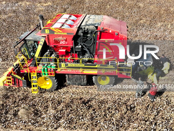 A farmer drives a large cotton picker to harvest cotton in Zhangye, China, on November 6, 2024. (