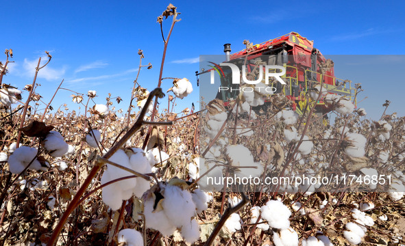 A farmer drives a large cotton picker to harvest cotton in Zhangye, China, on November 6, 2024. 