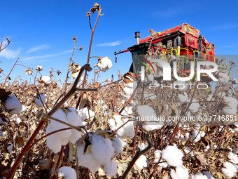 A farmer drives a large cotton picker to harvest cotton in Zhangye, China, on November 6, 2024. (