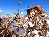 A farmer drives a large cotton picker to harvest cotton in Zhangye, China, on November 6, 2024. (