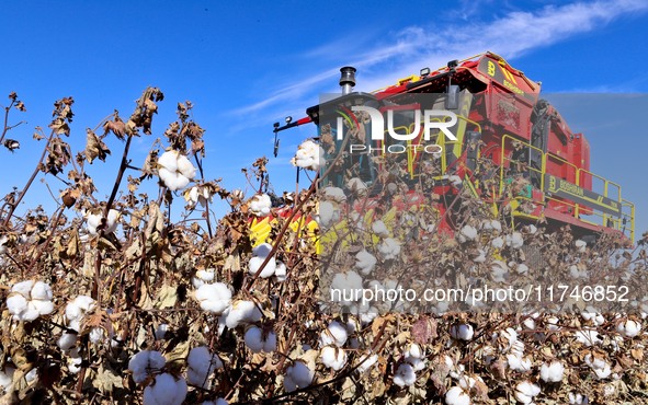 A farmer drives a large cotton picker to harvest cotton in Zhangye, China, on November 6, 2024. 