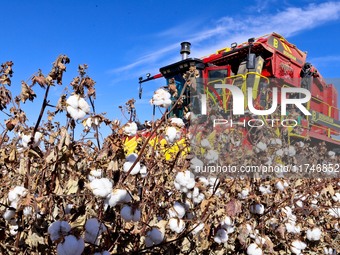 A farmer drives a large cotton picker to harvest cotton in Zhangye, China, on November 6, 2024. (