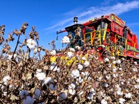 A farmer drives a large cotton picker to harvest cotton in Zhangye, China, on November 6, 2024. (