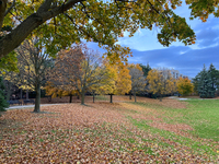 Colorful trees appear during the autumn season in Toronto, Ontario, Canada, on November 5, 2024. Toronto breaks a 65-year-old temperature re...