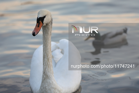 Swans swim on the Vistula River in Krakow, Poland, on October 27, 2024. 