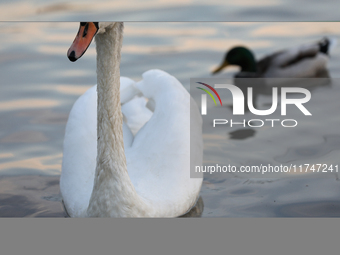 Swans swim on the Vistula River in Krakow, Poland, on October 27, 2024. (