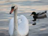 Swans swim on the Vistula River in Krakow, Poland, on October 27, 2024. (