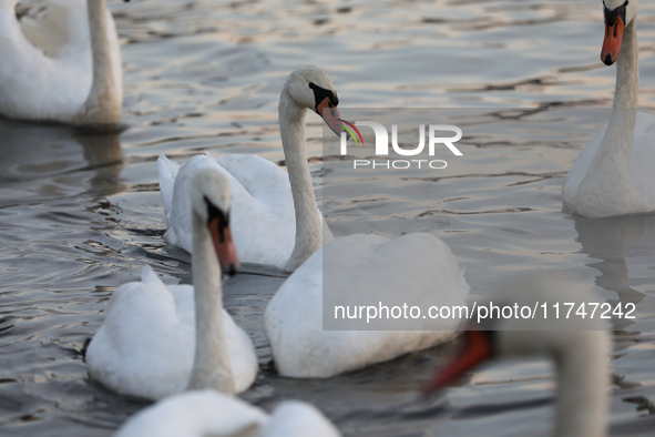 Swans swim on the Vistula River in Krakow, Poland, on October 27, 2024. 