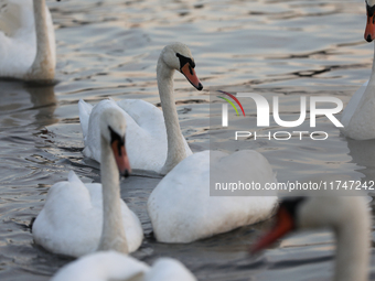 Swans swim on the Vistula River in Krakow, Poland, on October 27, 2024. (