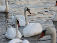 Swans swim on the Vistula River in Krakow, Poland, on October 27, 2024. (