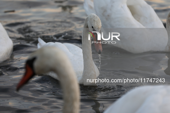 Swans swim on the Vistula River in Krakow, Poland, on October 27, 2024. 