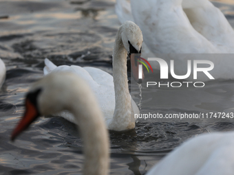 Swans swim on the Vistula River in Krakow, Poland, on October 27, 2024. (