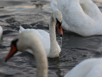 Swans swim on the Vistula River in Krakow, Poland, on October 27, 2024. (