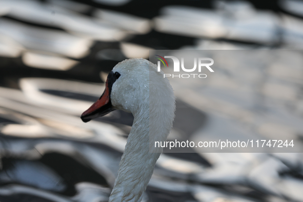 Swans swim on the Vistula River in Krakow, Poland, on October 27, 2024. 