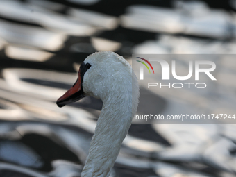 Swans swim on the Vistula River in Krakow, Poland, on October 27, 2024. (