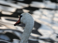 Swans swim on the Vistula River in Krakow, Poland, on October 27, 2024. (