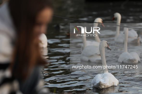 Swans swim on the Vistula River in Krakow, Poland, on October 27, 2024. 