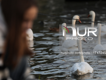 Swans swim on the Vistula River in Krakow, Poland, on October 27, 2024. (