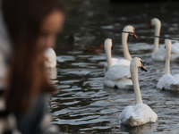 Swans swim on the Vistula River in Krakow, Poland, on October 27, 2024. (