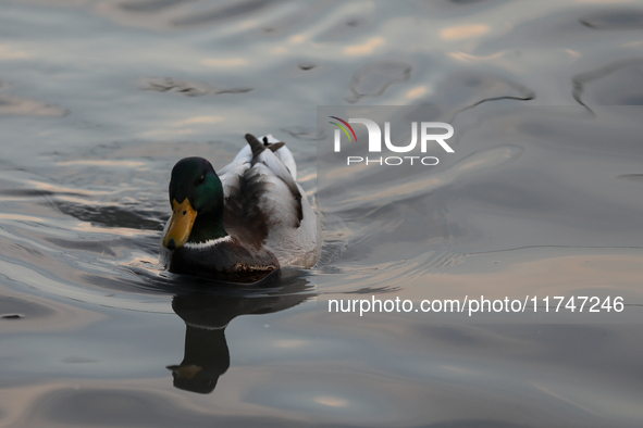 A duck swims on the Vistula River in Krakow, Poland, on October 27, 2024. 