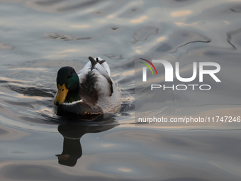 A duck swims on the Vistula River in Krakow, Poland, on October 27, 2024. (