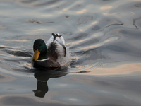 A duck swims on the Vistula River in Krakow, Poland, on October 27, 2024. (