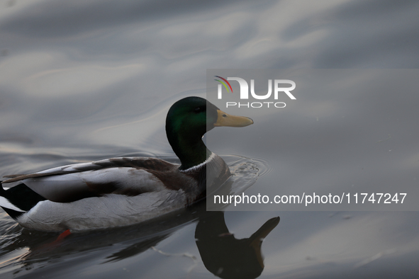 A duck swims on the Vistula River in Krakow, Poland, on October 27, 2024. 