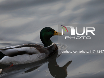 A duck swims on the Vistula River in Krakow, Poland, on October 27, 2024. (