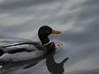 A duck swims on the Vistula River in Krakow, Poland, on October 27, 2024. (