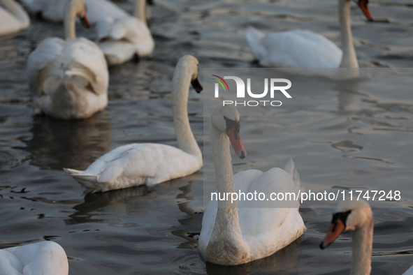 Swans swim on the Vistula River in Krakow, Poland, on October 27, 2024. 