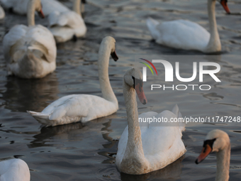 Swans swim on the Vistula River in Krakow, Poland, on October 27, 2024. (