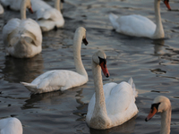 Swans swim on the Vistula River in Krakow, Poland, on October 27, 2024. (