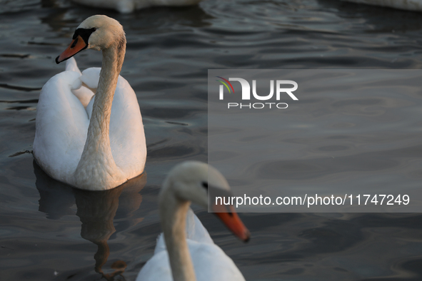 Swans swim on the Vistula River in Krakow, Poland, on October 27, 2024. 