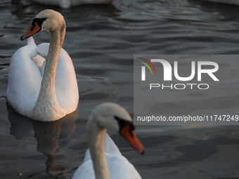 Swans swim on the Vistula River in Krakow, Poland, on October 27, 2024. (