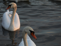 Swans swim on the Vistula River in Krakow, Poland, on October 27, 2024. (