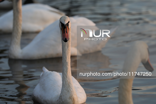 Swans swim on the Vistula River in Krakow, Poland, on October 27, 2024. 