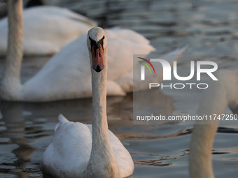 Swans swim on the Vistula River in Krakow, Poland, on October 27, 2024. (