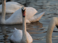 Swans swim on the Vistula River in Krakow, Poland, on October 27, 2024. (