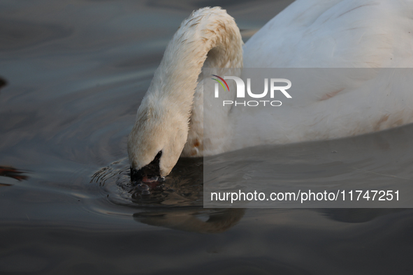 Swans swim on the Vistula River in Krakow, Poland, on October 27, 2024. 