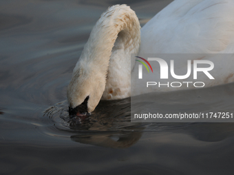 Swans swim on the Vistula River in Krakow, Poland, on October 27, 2024. (