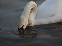 Swans swim on the Vistula River in Krakow, Poland, on October 27, 2024. (