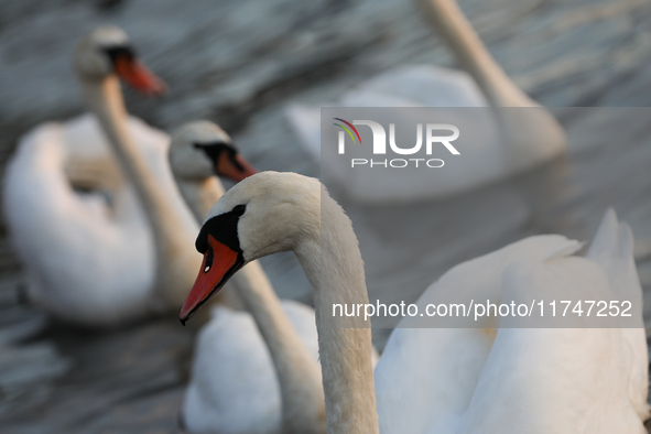 Swans swim on the Vistula River in Krakow, Poland, on October 27, 2024. 