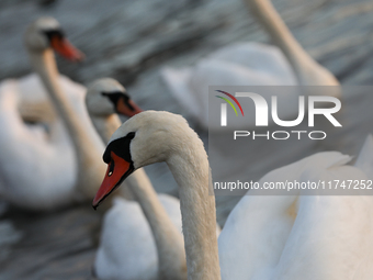 Swans swim on the Vistula River in Krakow, Poland, on October 27, 2024. (