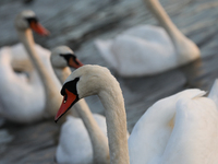 Swans swim on the Vistula River in Krakow, Poland, on October 27, 2024. (