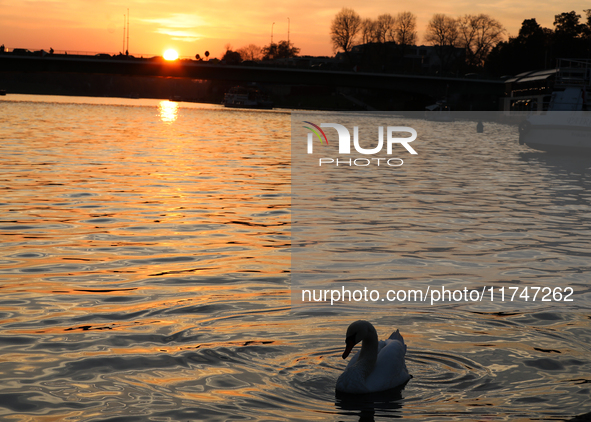 Swans swim on the Vistula River in Krakow, Poland, on October 27, 2024. 