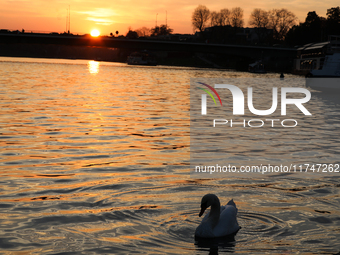 Swans swim on the Vistula River in Krakow, Poland, on October 27, 2024. (