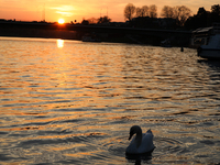 Swans swim on the Vistula River in Krakow, Poland, on October 27, 2024. (