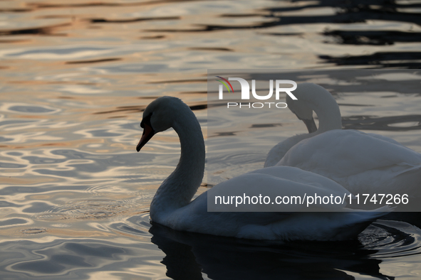 Swans swim on the Vistula River in Krakow, Poland, on October 27, 2024. 